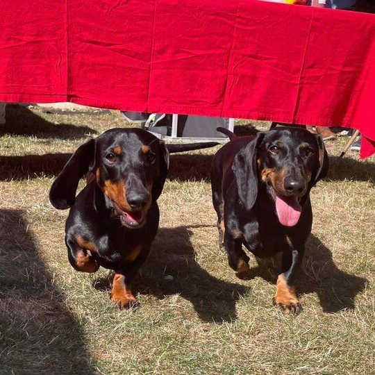 Archie & Pan, office dogs at Kenny Solicitors
